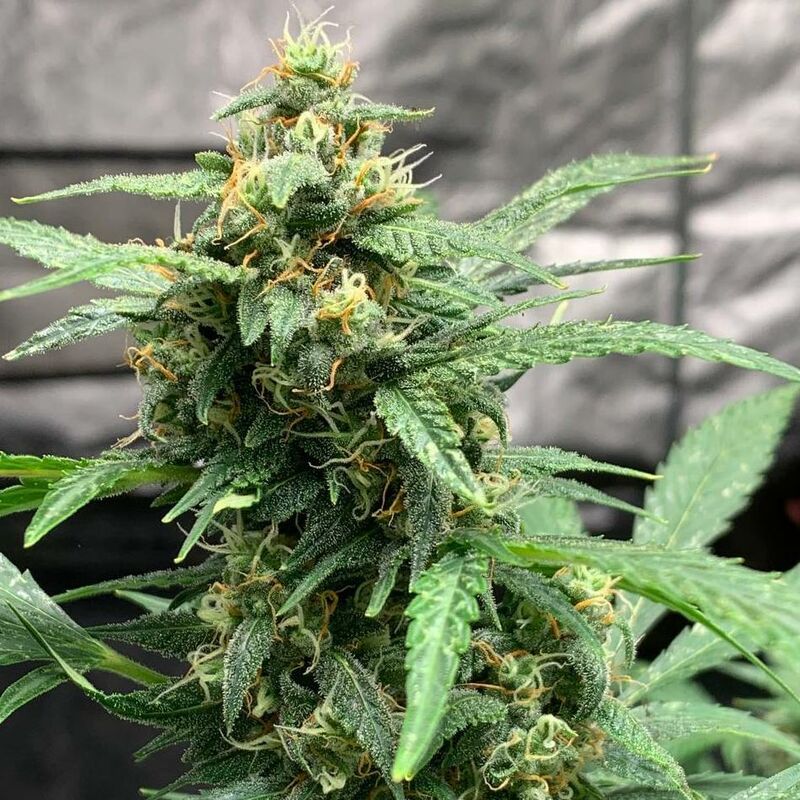 Chronic Ryder BX autoreg, Фасовка: 5